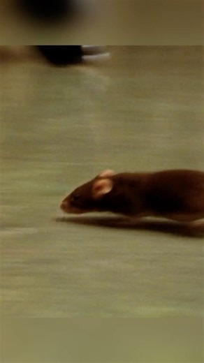 🎬 The Green Mile —John Coffee Saved the Little Mouse