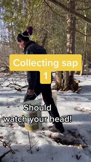 #maplesapcollection #springtradition #maplesyrup #maplesugaring #ontario #maryhillmaple