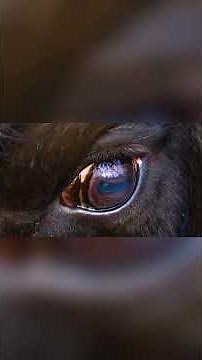 Night Hunters You’ve Never Seen Before