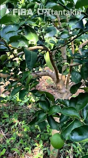 Green Harmony: Training Pruning on Persian Lime Trees🍋