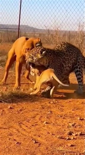 Leopard vs Pitbull: An Intense Wild Encounter! 🐆🐕 #wildlifeentertainment #shortsfeed #animals