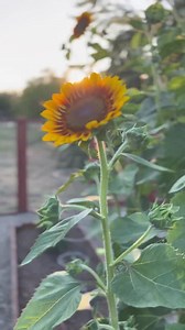 Garden Layout / Landscape Design Plans - Etsy UK