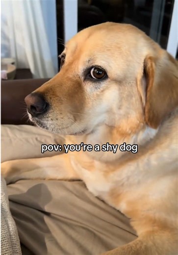 Shy Dog POV: Golden Retriever Experiences