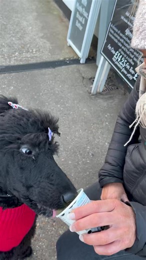 👇My top ten things to do to instantly improve your dog’s behaviour! 1) More exercise is always a winner!! An easy way to do this is try a new location or add an extra 15 mins to your daily walk, hire an enclosed field or even simply walk faster!! 2) More mental stimulation - try and teach a new trick or try a dog sport! BikeJor, scent work and mantrailing are popular! 3) Hand feed for all the basics you want them to do often! Step up the basic commands, sit, down, stay etc in the house with the