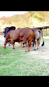 35K views · 768 reactions | Powerhouse and heavyweight red bulls #redbull #coworking #cowboy #farming #bulls #cows | Biggest Bulls Of Bangladesh | Facebook