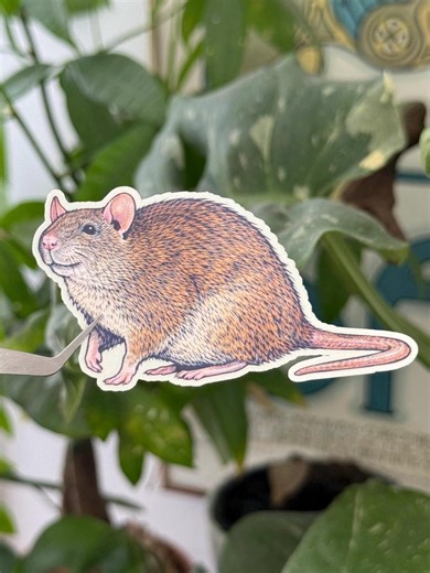 Beautiful Rat Sticker - Etsy