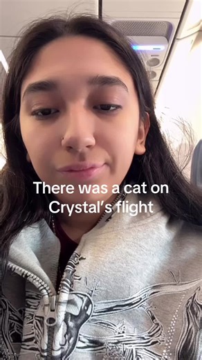 Unexpected Flight Companion: A Cat on Board