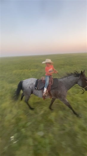 Summer nights #ranch #cowkids #horses #loping #cowboys #ranchkids #pasture #cattle