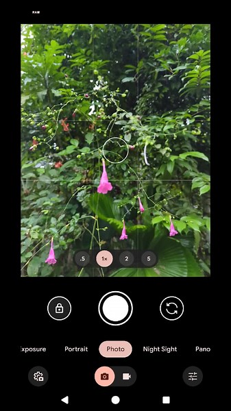 nature photography 🇱🇰 #pixel #pixel7pro #7pro #fyp #fypシ #nature #mobilephotography #naturelover #flower #lightroommobile #lightroomedit #creatorsearchinsights