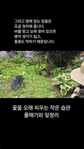 #정원관리 #풀빛마당 #야생화판매
