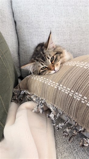 Fluffy Siberian Kittens: Adorable Moments on Camera
