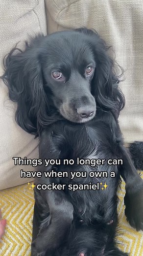Funny Cocker Spaniel Memes and Videos