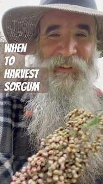 WHEN is SORGHUM ready to HARVEST? 3 Ways to KNOW. For DRY STORAGE, SEED COLLECTING or for FLOUR