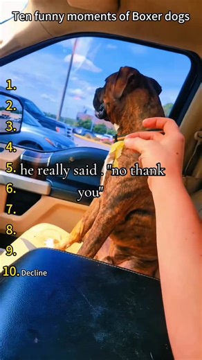 Boxer Lover ❤️ on Instagram: "Ten boxer dogs' funniest moments ever Credit The puppy has no trouble . . . . . . . . . . . #boxer #boxersofinstagram #boxerdog #boxers #boxergram . #boxerlove #boxerpuppy #instaboxer #boxeraddict #boxerdogs . #boxerlife #boxernation #boxerclub #boxermix #boxersoninstagram . #boxerworld #boxerlover #boxermom #boxersofig #boxersrule . #boxerpup #boxersofinstagram101 #boxeroftheday #boxerfamily #boxerofinstagramy ."