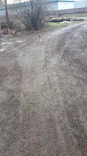 The Farm Life Rescue on TikTok