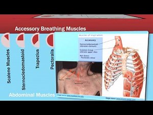 Assessment of the Respiratory System