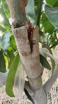 Tree Grafting Tutorial | Fast, Easy, and Effective #planttips #garden #grafting