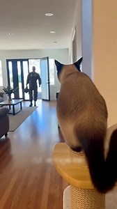 Soldier's Homecoming: Cat Reunites Joyfully