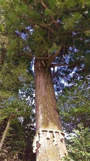 Mt. Takao - 300 year old tree #japan #tokyo #japan