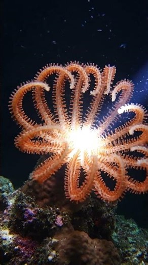 Basket Star ASMR | The Alien Star of the Deep Sea