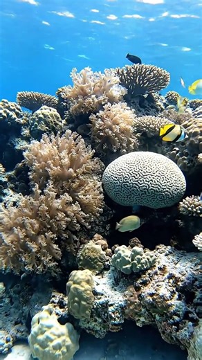 #aquarium4k #reeflife #aquariumvideo #fish4k