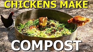 Making Compost Fertiliser with Chickens