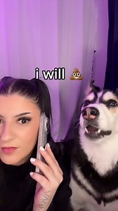 119K views · 5.3K reactions | Here are some of the highlights of when I’ve pranked my husky, Maya! #huskies #funnypets | Maya The Husky | Facebook