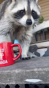6.7K views · 93 reactions | Diddles Raccoon on Reels | Facebook