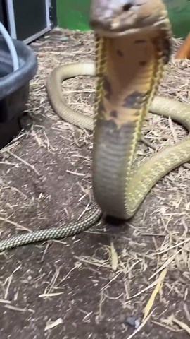 King Cobra Security!