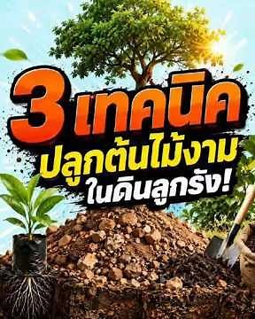 3 เทคนิค ปลูกต้นไม้ในดินลูกรังให้ใบเขียว ต้นโตไว รากเดินรวดเร็ว 100%