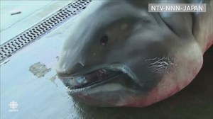 138K views · 1K reactions | This extremely rare ‘mega mouth’ shark was snared in a fished net in Japan. The deepwater shark is more than 16 feet long and weighs around one tonne. | CBC News | Facebook