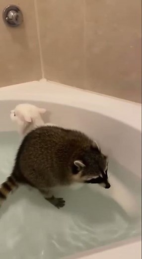 Cat vs Raccoon – who will win in the bathroom? Funny video! #raccoon #cat #funny #animals #viral