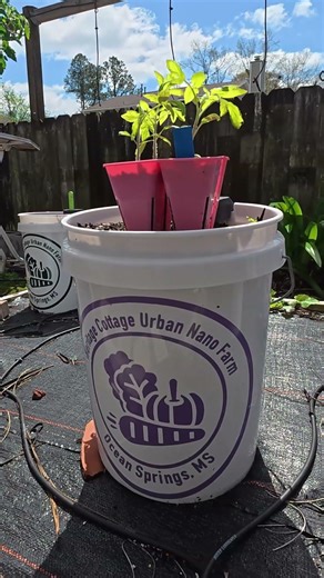 Container Tomato Rule #1 (EDIT): Stop Using Small Pots for Tomatoes! 🍅