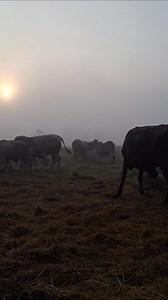 ช่วงนี้หมอกลงหนักอุณภูมิลดลงอากาศเย็นมากเลยคะ เกมมินเก็บภาพบรรยากาศยามเช้าๆมาฝากเพื่อนๆพร้อมกับเสียงเพลงหมอลำเพราะๆฟังกันแบบยาวๆจบเพลงเลยค่ะ #ฟังเพลงดังในอดีต #เพลงลูกทุ่งยอดฮิต #เพลงลูกทุ่งหมอลํา #เพลงฮิตติดกระแส #เพลงดังในตำนาน #เพลงดังโดนใจ #เพลงเก่าฟังเมื่อไหร่ก็เพราะ #ยายมีคนเลี้ยงวัว | Natcharee Kit