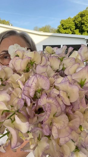 The Cut Flower Handbook includes 41 cool-season hardy annuals for fall and very early spring planting. Comment BOOK and I’ll DM the link. Time to plan, prep, and even plant!! Hop to it for a spring of sweet peas!! #sweetpeas #coolflowers #gardenersworkshopfarm | The Gardener's Workshop