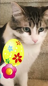 CUDDLY BINX OVER THE YEARS