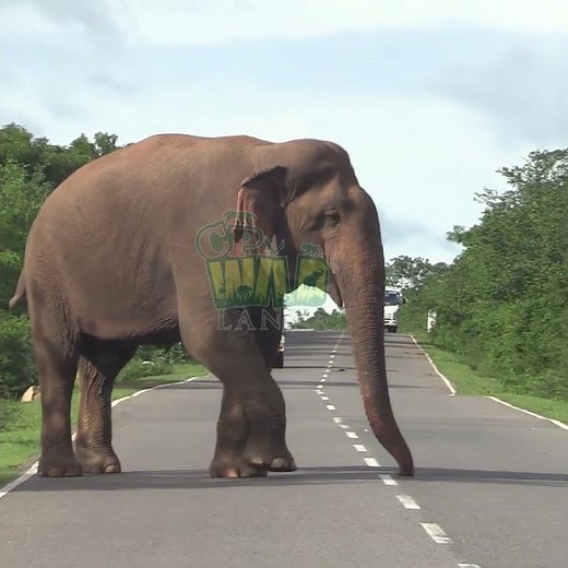 Wild elephant coming along the main road | Elephant | Animals | Wildlife | Nature #elephant