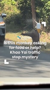 Is this monkey asking for food or help? Khao Yai traffic stop mystery . A monkey, spotted by someone driving through Khao Yai National Park in Nakhon Ratchasima province, was seen casually standing in front of passing cars. Its behaviour appeared to mimic the “stop” hand sign at the vehicles, sparking different interpretations. Some believed the monkey was asking for food, while others thought it might have been signalling for help. Drivers in the area carefully passed by to avoid harming the an