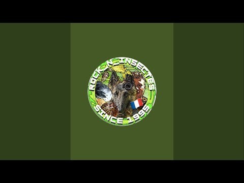 rock_n_insectesYT est en direct !