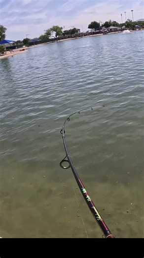 Shakespeare Ugly Stick Shimano Vanford Reel Catfish Slaying!