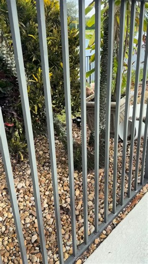 Do humans pee in pools? Yup! Do dogs pee in pools, nope! #goldens #goldenretriever #goldenretrievers #dogsofinstagram #dogs #swimmingdogs #swimmingpool | Thegoldensloanes