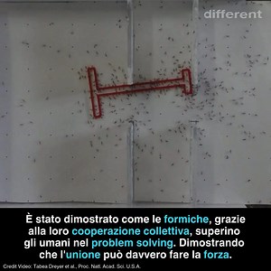 456K views · 2.6K reactions | FORMICHE E PROBLEM SOLVING Le formiche...