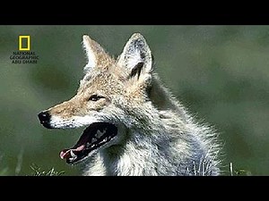براري شمال أوروبا | آخر الناجين | نات جيو وايلد العربية | Nat Geo Wild Arabic