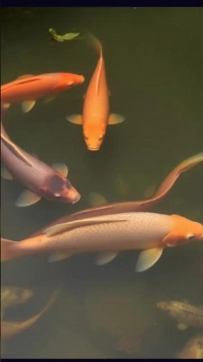 Fish Feeding in Pond | Best Feeding Method for Fast Growth