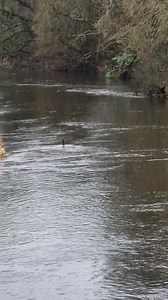 A fishing bird on a wet River Bann near Banbridge. #RiverBann #fishing #comorant | News Letter