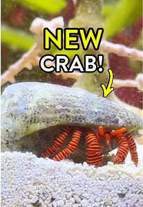 Adding a Halloween Hermit Crab to My Mini Pond