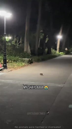 @hedgehog.lover.world | Real-life Sonic spotted 🦔 Credit peta.baby.time tik tok #hedgehog #hedgehoglove #hedgehoglover #hedgehogpet | Instagram