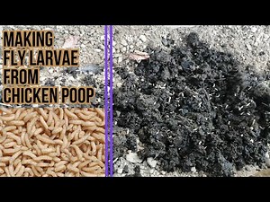 Making fly larvae food from my chicken waste [poop] in 3 days