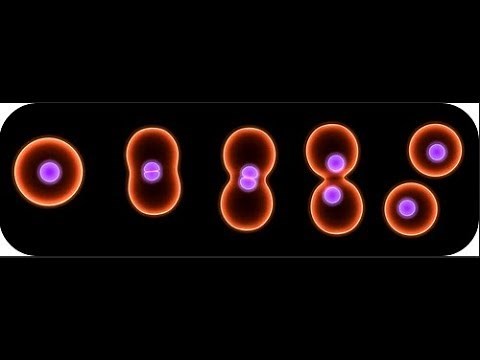 Binary fission in bacteria