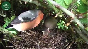 23K views · 736 reactions | The story so far...  | BBC Springwatch | Facebook